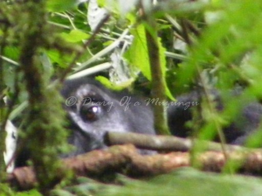 A gorilla peeks at us through the thick leaves of Bwindi Impenetrable Forest. Gorilla trekking Uganda A gorilla peeks at us through the thick leaves of Bwindi Impenetrable Forest. Gorilla trekking Uganda