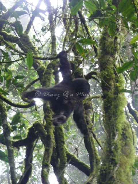 Effortlessly. Hanging out with the baby gorilla. Bwindi Impenetrable Forest. Gorilla trekking Uganda Hanging out with the baby gorilla. Bwindi Impenetrable Forest. Gorilla trekking Uganda
