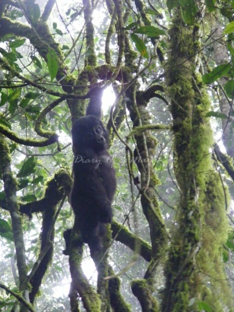 Just look at this cutie! The Muzungu's first encounter with Uganda's Mountain Gorillas was in 2010 when I trekked to mee the Habinyanja group at Buhoma Gorilla trekking Bwindi