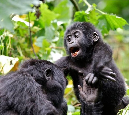 Gorillas visit Buhoma Lodge, Bwindi 