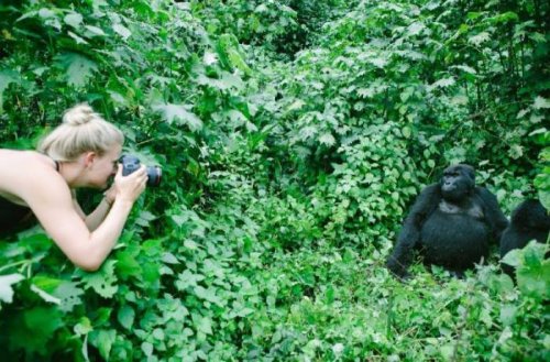 Gorillas visit Buhoma Lodge, Bwindi Uganda 