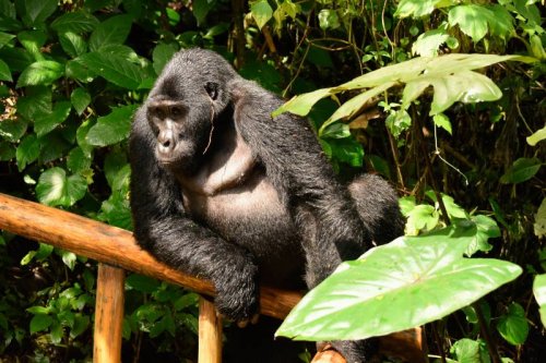 Gorillas visit Buhoma Lodge, Bwindi Uganda 