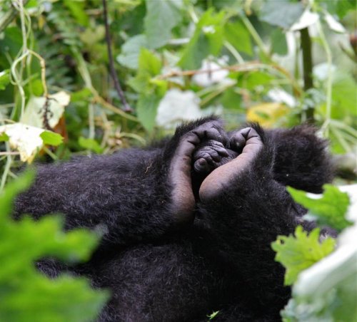 Gorillas visit Buhoma Lodge, Bwindi Uganda 