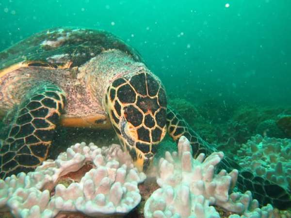 Hawksbill Turtles. Photo Turtle Bay Dive Centre Watamu Hawksbill Turtles. Photo Turtle Bay Dive Centre Watamu, Kenya