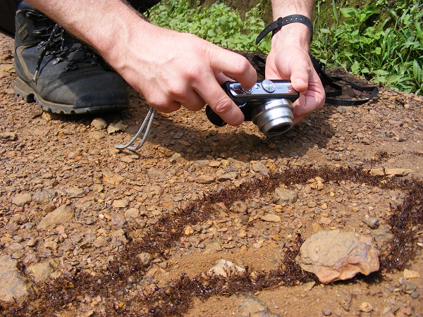 hiking Bwindi, Safari ants hiking Bwindi safari ants