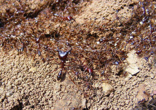 hiking Bwindi, safari ants hiking Bwindi, safari ants