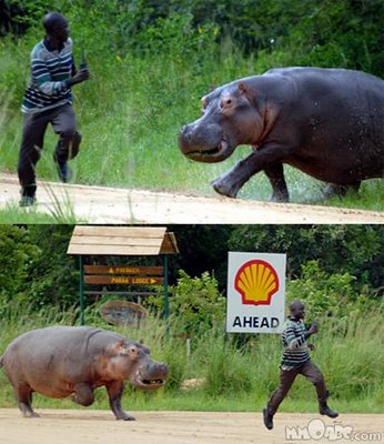 Did you know....? The hippo is Africa's most dangerous mammal Swimming in Uganda. Hippo chasing at man at Paraa, Murchison Falls National Park, Uganda
