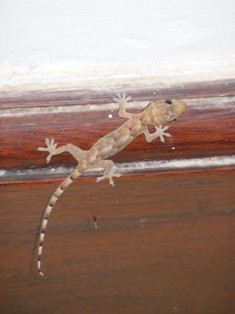 house gecko on skirting board house gecko on skirting board