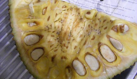 sticky jackfruit sap