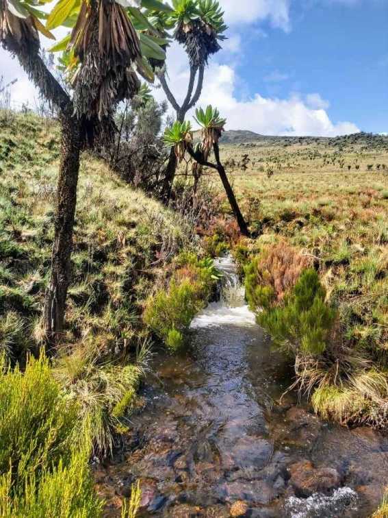 Mount Elgon National Park hike. Jean Byamugisha.