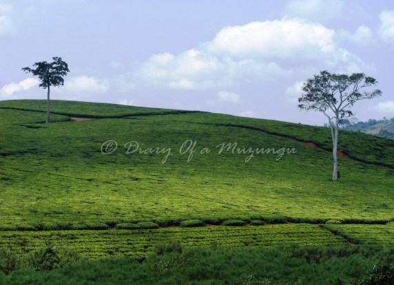 A Jinja tea estate - with just two trees standing A Jinja tea estate