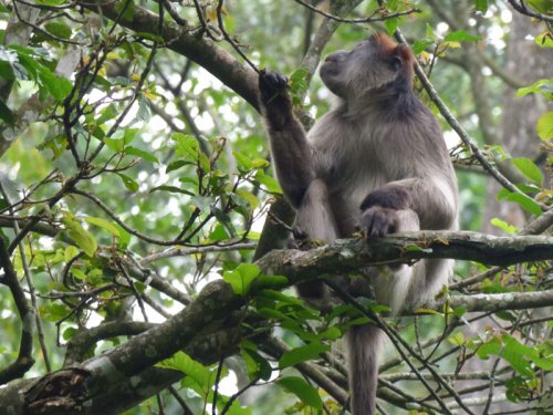 Kanyawara Red Colobus Monkey. Kibale. Diary of a Muzungu