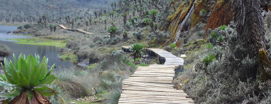 Lake Bujuku boardwalk. Rwenzori Mountains National Park. UWA Lake Bujuku boardwalk. Rwenzori Mountains National Park. UWA