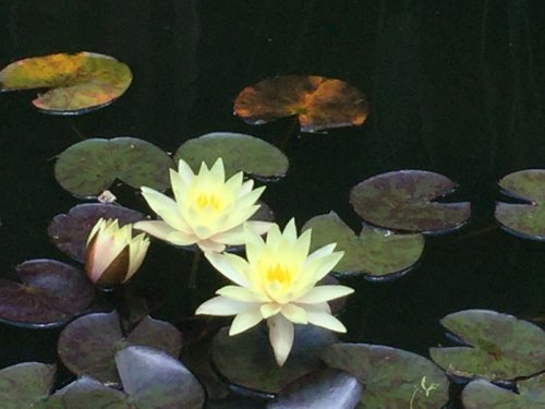 lillies. Lake Elmenteita Serena Camp. Diary of a Muzungu
