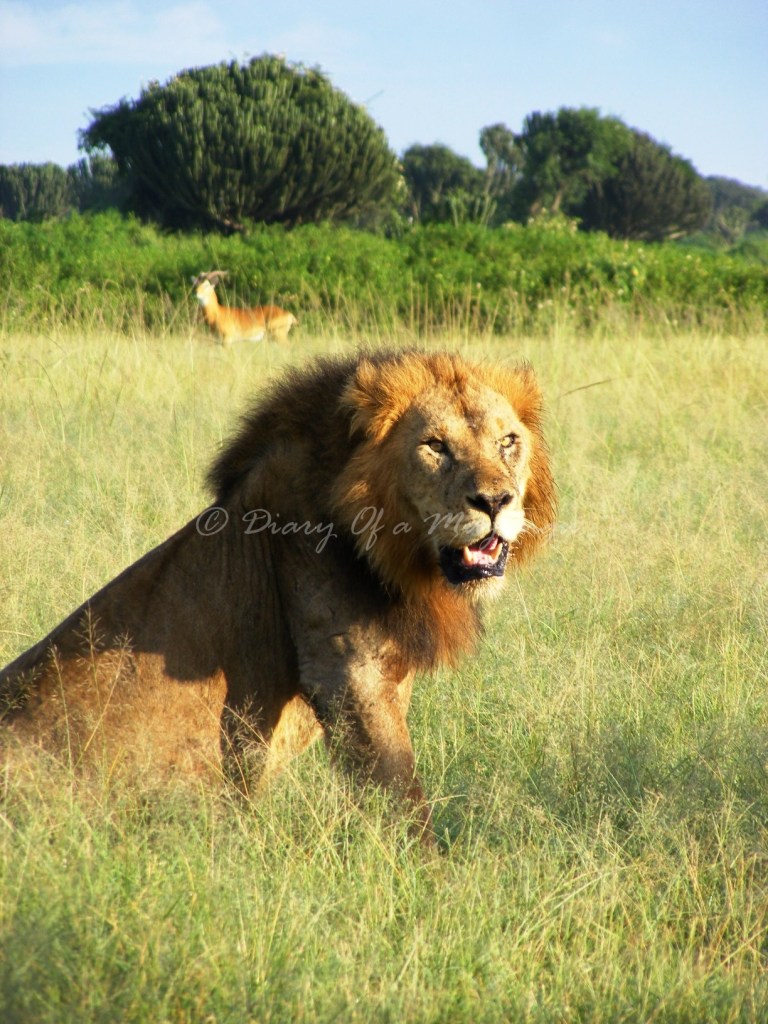Male lion in Kasenyi, Queen Elizabeth National Park Uganda Male lion in Kasenyi, Queen Elizabeth National Park Uganda