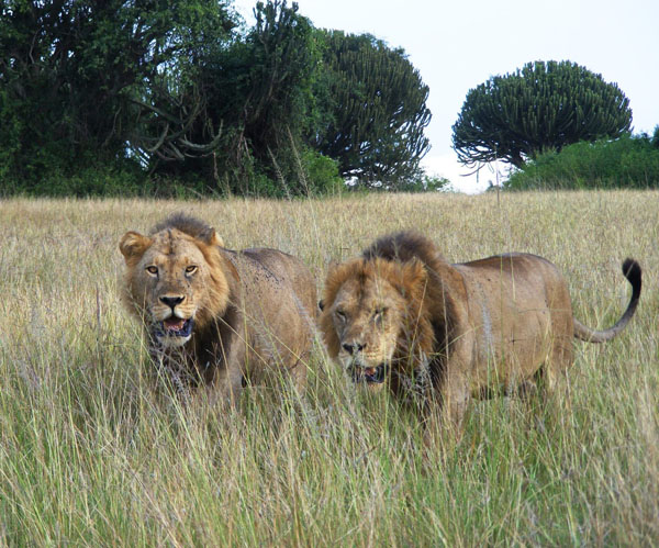 Pair of Lions in Queen Elizabeth safari Uganda Lions in Queen Elizabeth safari Uganda