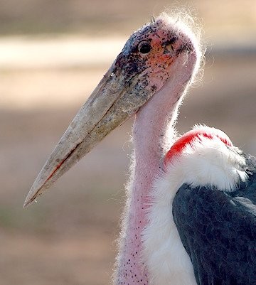 Marabou Stork. PHOTO Andy Gooch