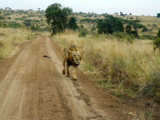 Mohawk lion Nairobi National Park. Photo Will Knocker Mohawk lion Nairobi National Park. Photo Will Knocker