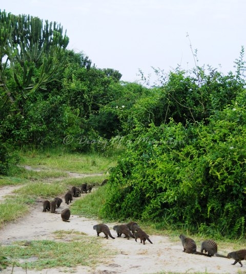 family of Mongooses trot off into the Bush Mweya