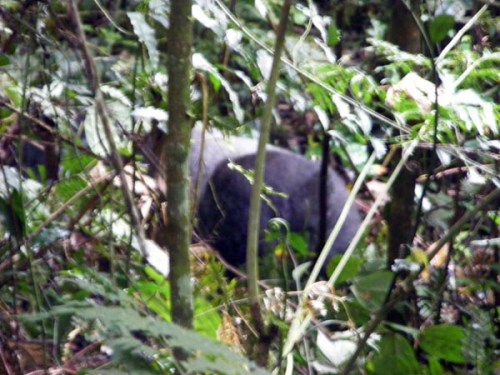 Silverback Mountain gorilla trekking Bwindi Uganda Silverback Mountain gorilla trekking Bwindi Uganda