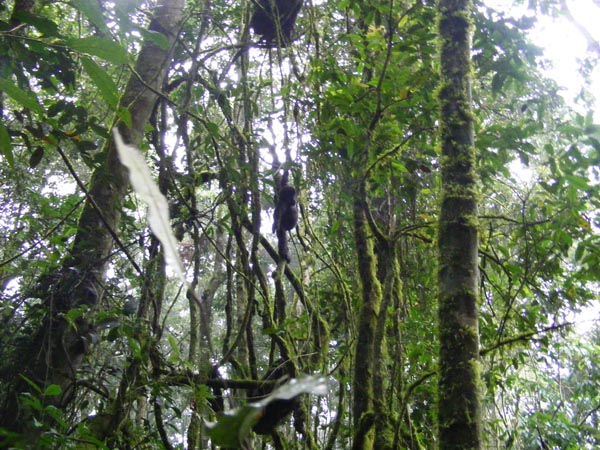 Mountain gorilla trekking Bwindi Uganda Mountain gorilla trekking Bwindi Uganda