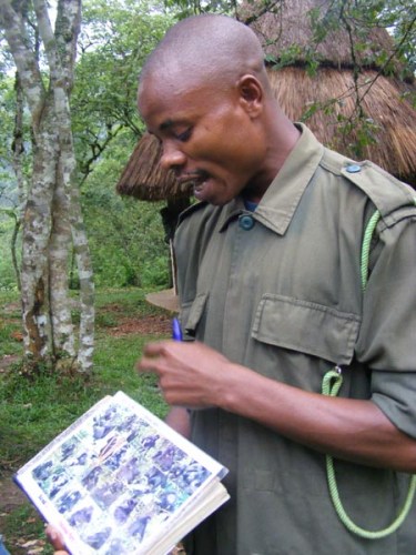 Briefing Uganda Wildlife Authority ranger Mountain gorilla trekking Bwindi Uganda Briefing Uganda Wildlife Authority ranger Mountain gorilla trekking Bwindi Uganda