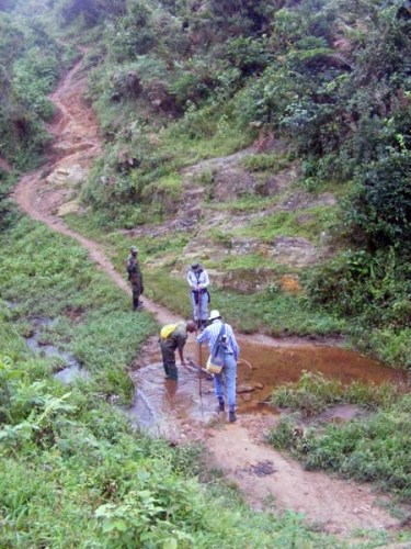 Uganda Wildlife Authority guides Mountain gorilla trekking Bwindi Uganda Uganda Wildlife Authority guides Mountain gorilla trekking Bwindi Uganda