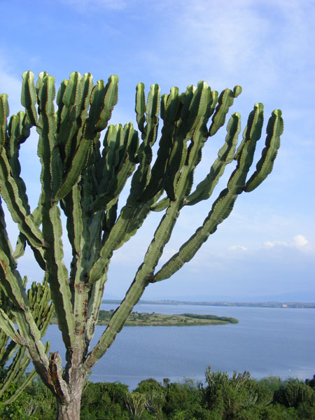 Euphorbia cactus, Mweya, Queen Elizabeth Uganda Euphorbia cactus, Mweya, Queen Elizabeth Uganda