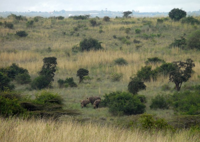 Nairobi National Park white rhino Nairobi National Park white rhino