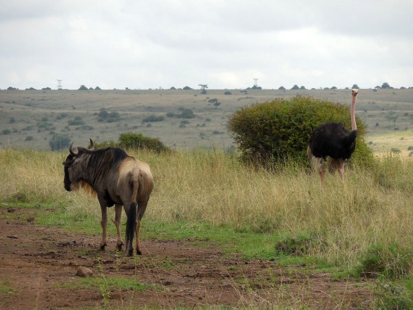 ostrich, wildebeest. Nairobi National Park safari ostrich, wildebeest. Nairobi National Park safari