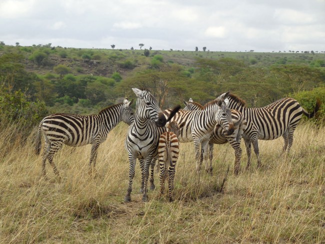 Nairobi National Park dazzle of zebra Nairobi National Park dazzle of zebra