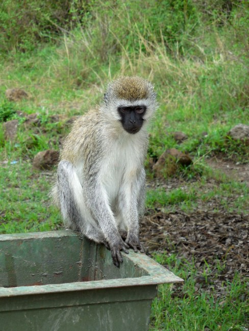 Vervet Monkey Nairobi National Park Vervet Monkey Nairobi National Park