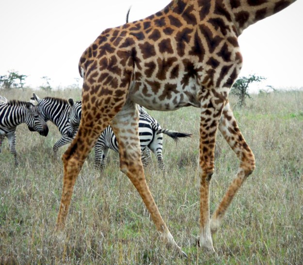 Nairobi National Park giraffe zebras wildlife safari Nairobi National Park giraffe zebras wildlife safari