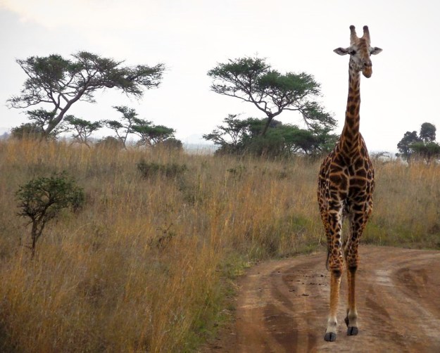 Nairobi National Park giraffe zebras wildlife safari Nairobi National Park giraffe zebras wildlife safari