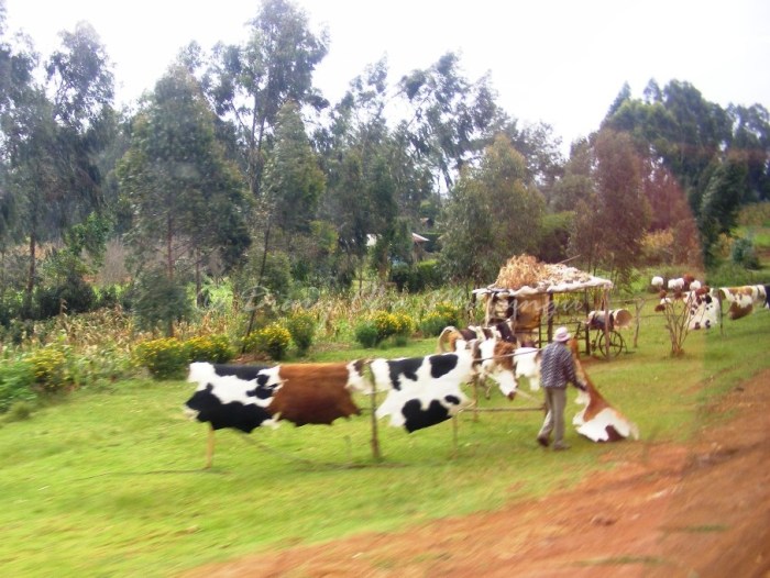 Cowhides for sale along the road to Nairobi Cowhides for sale along the road to Nairobi