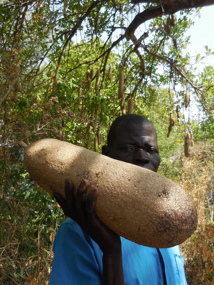 Nile Safari Lodge, Murchison Falls, kigelia sausage tree fruit
