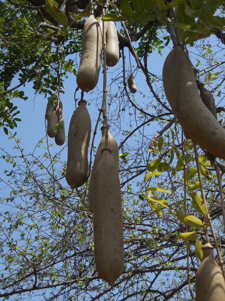 Murchison Falls, kigelia sausage tree