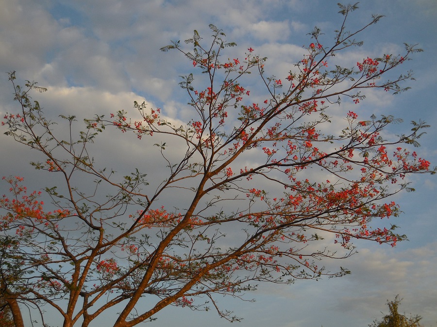 tree blossom Nile Safari Lodge, Murchison Falls