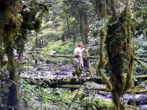 Muzungu crossing one of the many wooden bridges criss-crossing through the Forest Nkuringo walking Safari Bwindi Uganda