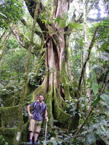 Huge Buttress Trees, Bwindi Impenetrable Forest Nkuringo walking Safari Bwindi Uganda