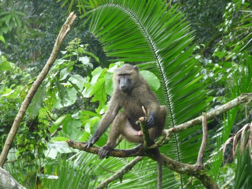 Olive Baboons, Sunbird Hill, Kibale Forest Uganda