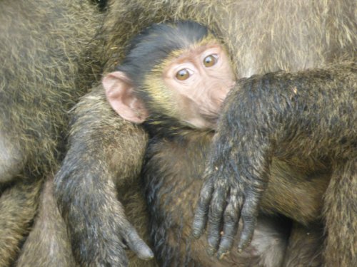 Olive Baboons, Sunbird Hill, Kibale Forest Uganda