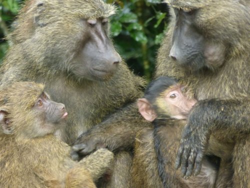 Olive Baboons, Sunbird Hill, Kibale Forest Uganda