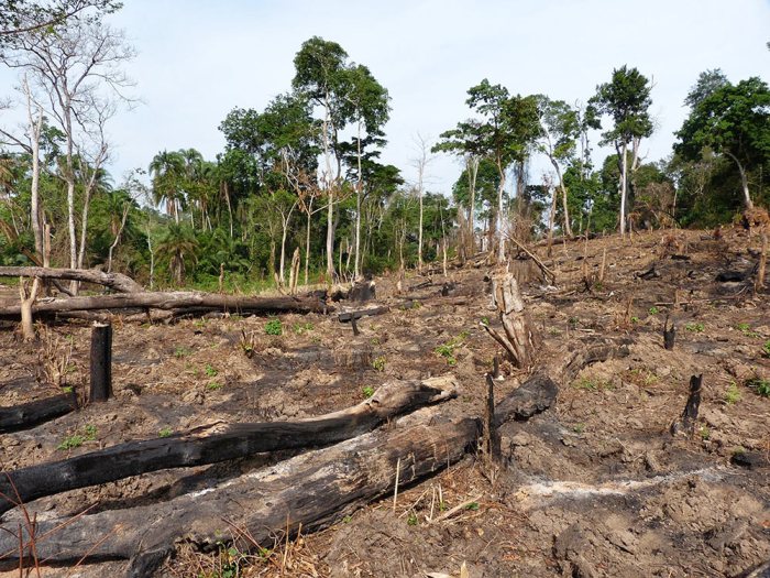 Our forest cleared. Bugoma Forest boundaries. 2014 Our forest cleared. Bugoma Forest boundaries. 2014