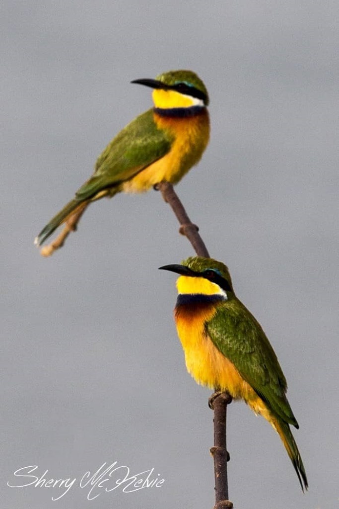 Pair of Little Bee-eaters. Uganda birds. COPYRIGHT Sherry McElvie