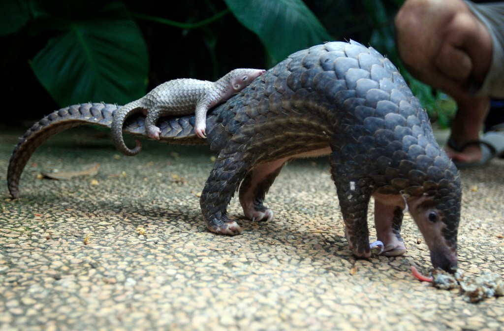 Chinese Officials Seize Record-Breaking Pangolin Haul From Poachers. A pangolin carries its baby, Bali zoo, Indonesia (AP Photo/Firdia Lisnawati)