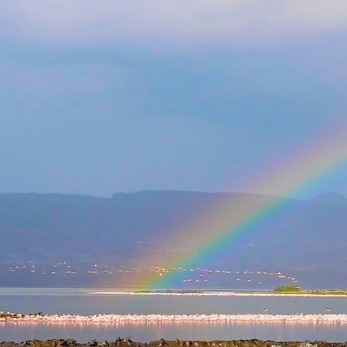 Rainbow over flamingos. Soysambu Conservancy, Rift Valley Kenya. CREDIT Henry Sanoe