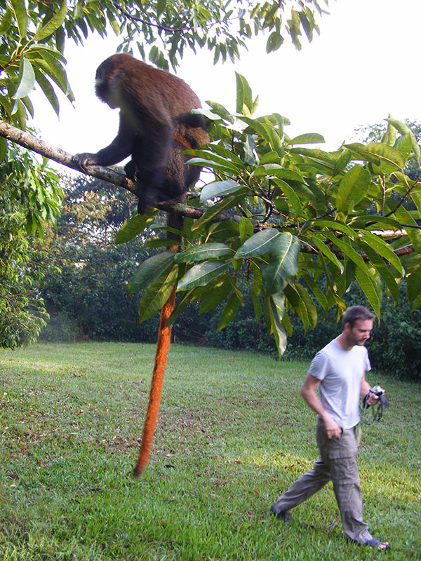 Red-tailed Monkey Bwindi Forest