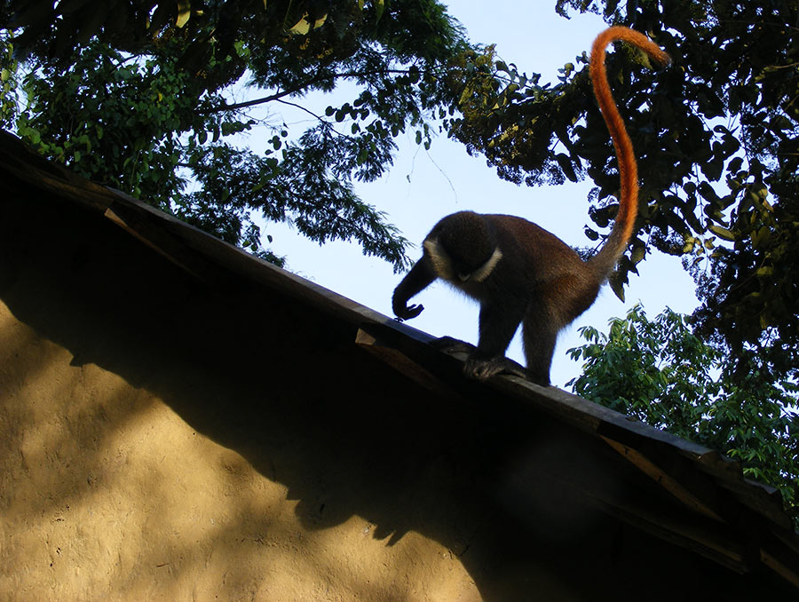Red-tailed Monkey on roof. Bwindi Forest