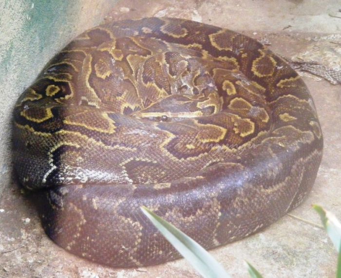 African Rock Python Reptiles Village, Entebbe African Rock Python Reptiles Village, Entebbe
